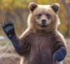 LazyBear15 user avatar
