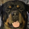 Marmugmotleocay user avatar