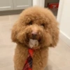 Poodle user avatar