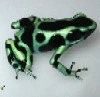 ksfrogman user avatar