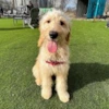 SN1P3 user avatar