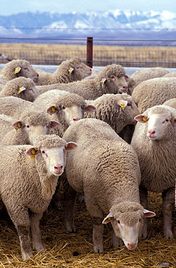Name:  250px-Flock_of_sheep.jpg
Views: 437
Size:  36.3 KB