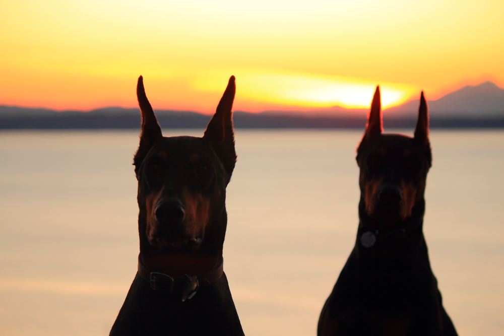 Name:  Dogs sunset.JPG
Views: 3591
Size:  335.8 KB