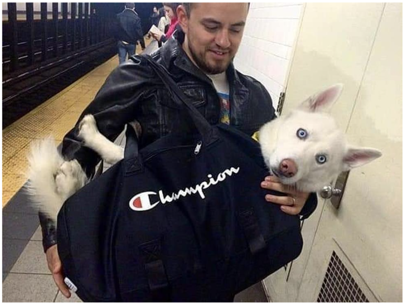 Name:  dog-subway.png
Views: 1196
Size:  1.81 MB