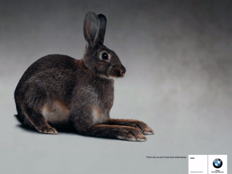 Name:  bunny.jpg
Views: 3957
Size:  55.3 KB