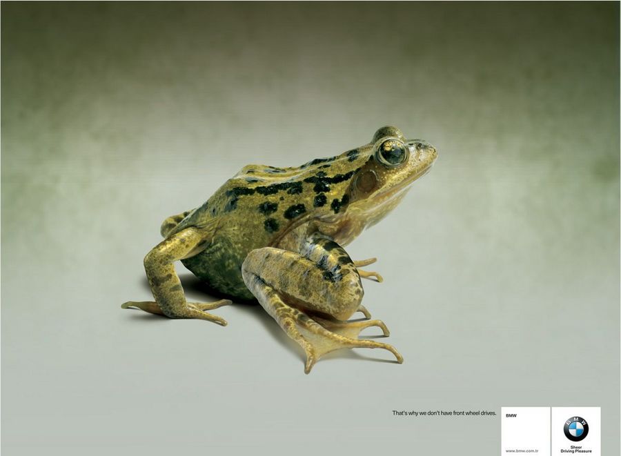 Name:  frog.jpg
Views: 4122
Size:  45.8 KB