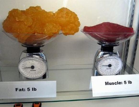 Name:  Fat and muscle..jpg
Views: 3320
Size:  27.6 KB