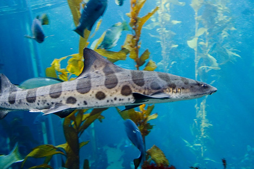 Name:  leopard shark.jpg
Views: 876
Size:  106.8 KB