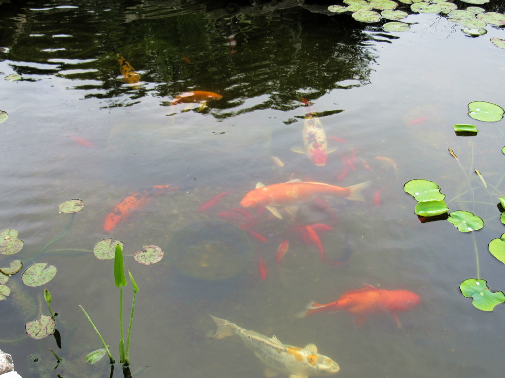 Name:  pond-fish.jpg
Views: 20358
Size:  648.7 KB