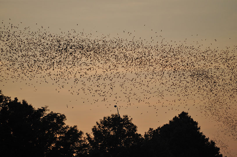 Name:  bats-in-trees-at-sunset.jpg
Views: 2532
Size:  126.8 KB