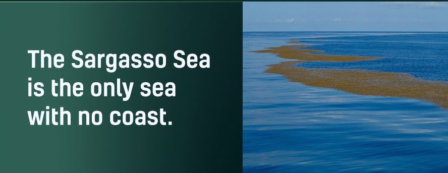 Name:  Sargasso Sea..jpg
Views: 399
Size:  38.4 KB