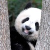 Panda's Avatar